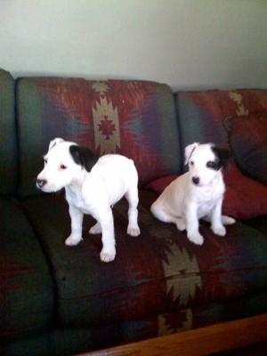 Jack Russell Puppies Watson and Jax