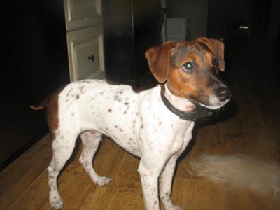 jack russell manchester terrier mix