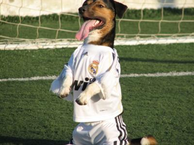 real madrid dog jersey