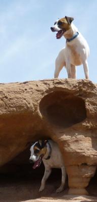 Jacks explore petrified dinosaur skull