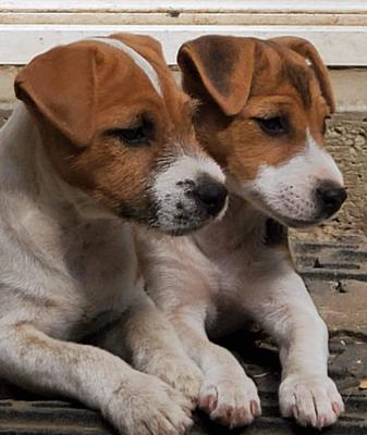 Kimberlite pups 