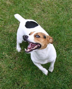 Jack Russell Obedience Training