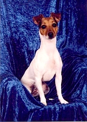 Lacey in the Studio (1 year old)