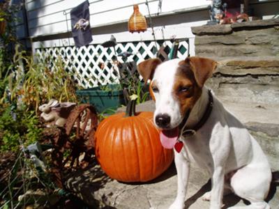 Make a Wish on the Pumpkin