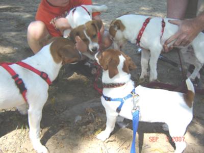 Liberty meets the boys at the Bark park