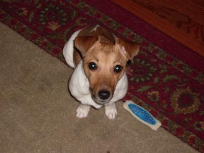 Lily and Her Bone 