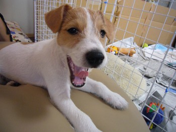 Jack Russell Terrier Obedience
