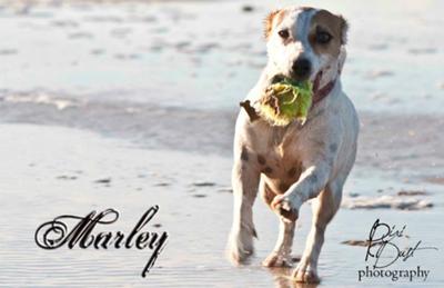 The happiest running on the beach with a ball in her mouth