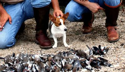 Her first dove hunt!  She is a great little retreiver!