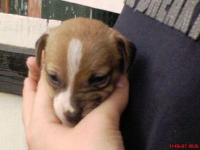 Fliss aged 2 weeks at the kennel when we visited to chose a puppy