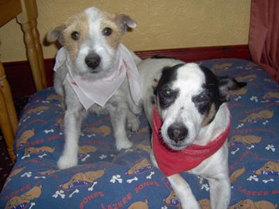 Bandana Dogs