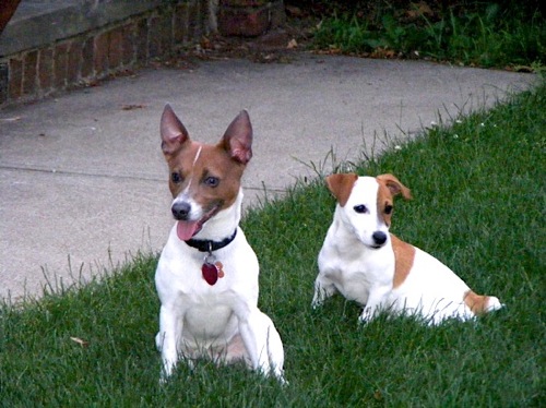 Jack Russell Terrier Monster and Chaos