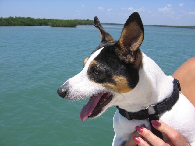 Jack Russell Terrier Murphy