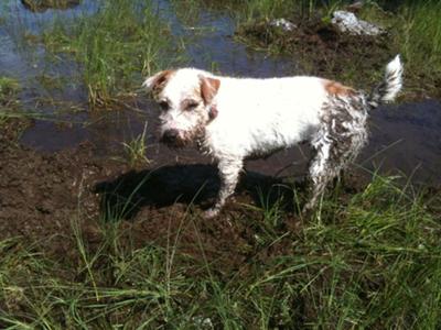 my hiking buddy in the mud