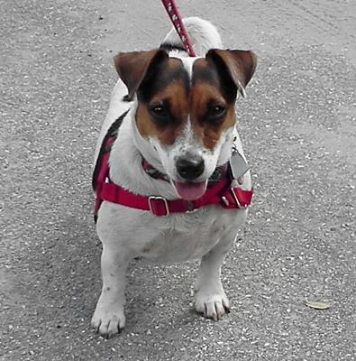 Fran the Jack Russell Terrier