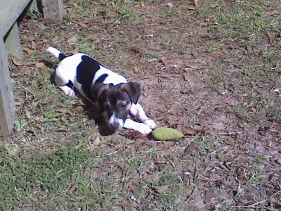 Playing Outside With His Toy Mouse. LOL