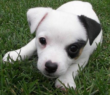 Jack Russell Terrier Nala