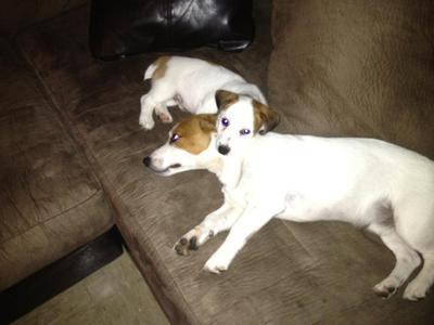 Jack Russll Brothers