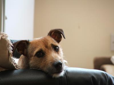 Nipper the Jack Russell Terrier