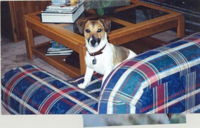 I'm So Handsome I'm Known as the Clark Gable of Jack Russells