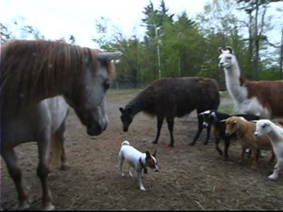 Our jack russell terrier often accompanies our animal rescue organization on our 'barn cat' placements. He attracts a lot of attention.