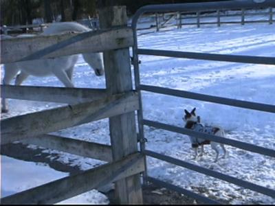 Our JRT standing down a horse. (The horse was faking an attack.)