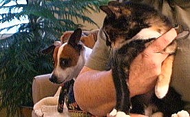 Our JRT is pretty curious about cats and vice versa. They don't seem afraid of him.