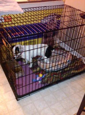 grant inside his kennel