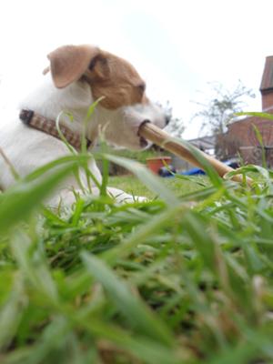 she loves a chew toy! ^ ^