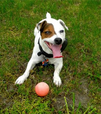 Philly the Jack Russell Ready to Play