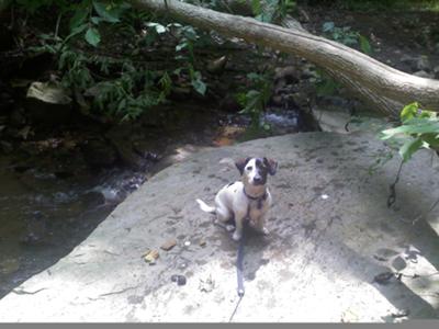 he loves to fetch in water