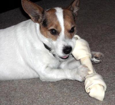 Jack russell pointy ears cheap