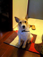 Jack Russell Obedience