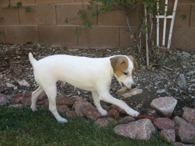 Bosco Bailey @ 14 weeks old, 11 lbs