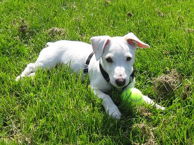 Ramsay Lounging in the Grass