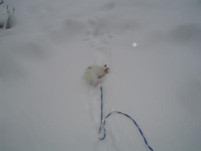 Reddy Freddy the Jack Russell Snow Dog