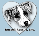 Adopt a Jack Russell Terrier