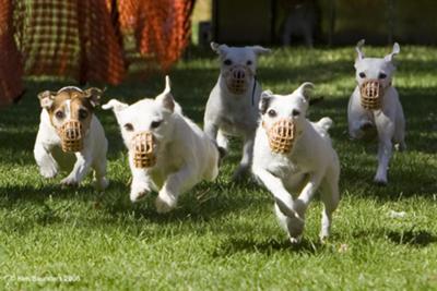 * In It To Win It (INDY 2nd dog from left) *Rescued from kill shelter