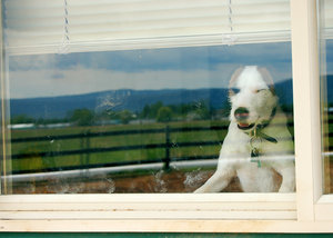 jack russell car safety