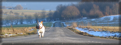 jack russell terrier clubs