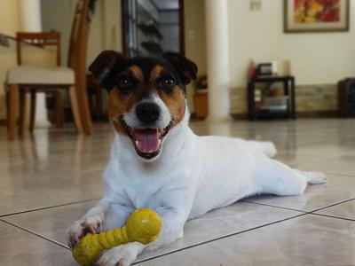 Rush the Jack Russell