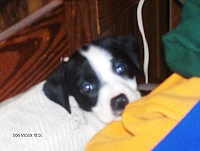 Sadie taking a break...She is hiding in a pile of laundry...Ha!