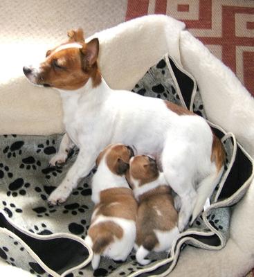 Poppy and Puppies