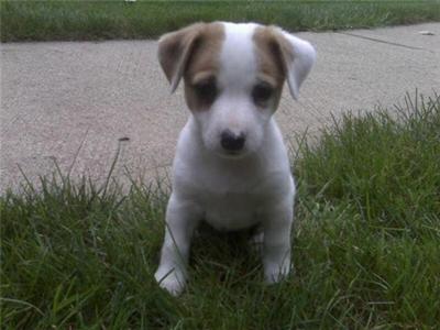 jack russell pitbull mix puppy