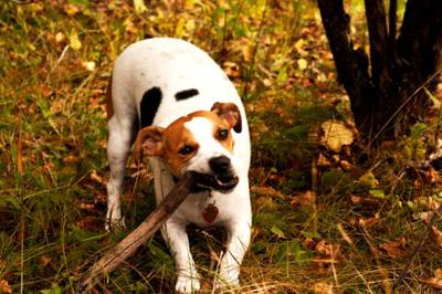 Sophie the Jack Russell