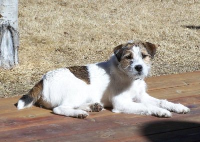 Tess Jack Russell Terrier