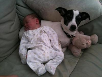 Babysitter Jack Russell