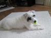 Ace playing with his tennis ball