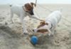 Kota and Gracie playing on the beach