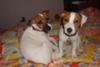 Gracie & Kota on the hotel bed